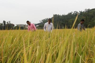 珠海有機米首獲名牌農產品金獎，開創健康食品新篇章