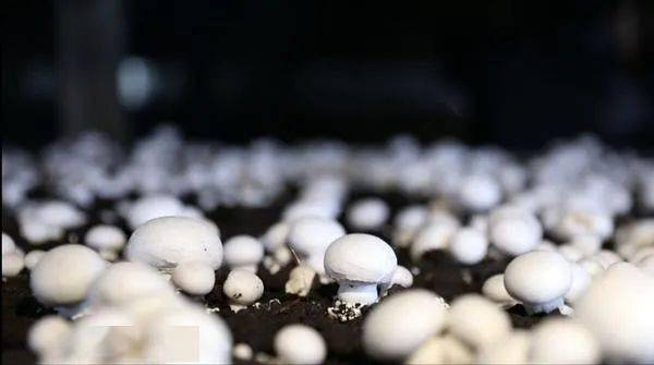 東安縣農(nóng)產(chǎn)品“帶碼上市” 開啟食用安全溯源新篇章