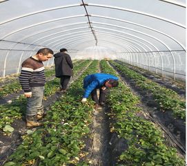 蘆淞區農業農村局開展春節期間食用農產品質量安全檢查行動