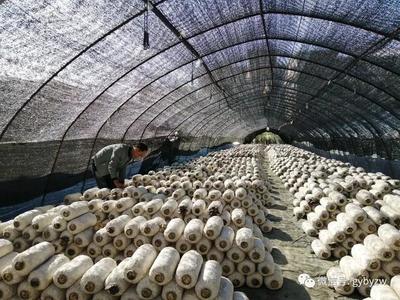 全力打造“產業新城、品質白云”系列報道之一 構建綠色健康新標桿——白云區食用農產品產業高質量發展觀察