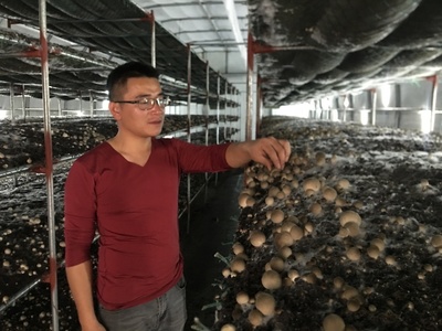 朱口鎮 草菇種植，托舉鄉村致富夢的“白色小傘”